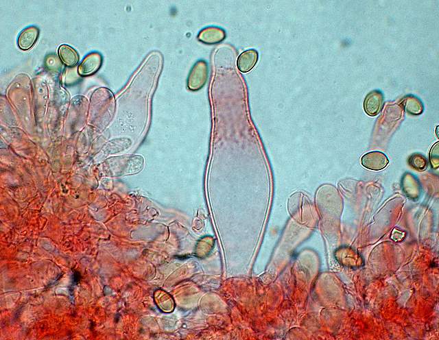 Agrocybe sororia s.l.